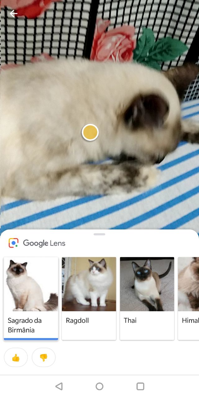 google lens roll our in italiano